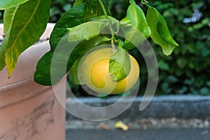 Single yellow fruit grapefruit hanging from citrus paradisi grapefruit