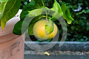 Single yellow fruit grapefruit hanging from citrus paradisi grapefruit