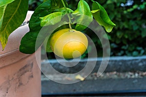 Single yellow fruit grapefruit hanging from citrus paradisi grapefruit