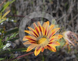 Single Yellow Gazania