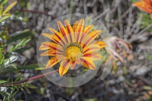 Single Yellow Gazania or African daisy