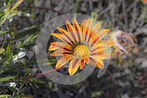 Single Yellow Gazania or African daisy,