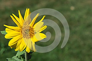 Single Yellow Goldenaster Wildflower