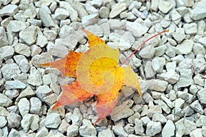 Single Yellow Leaf