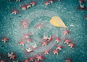 Single yellow leaf and fallen barringtonia acutangula flowers on the ground at springtime in Hanoi, Vietnam