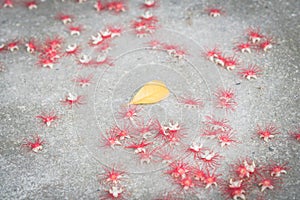 Single yellow leaf and fallen barringtonia acutangula flowers on the ground at springtime in Hanoi, Vietnam