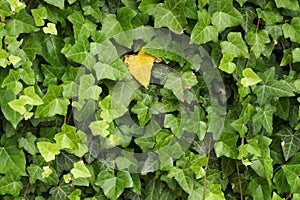 Single yellow leaf among greens