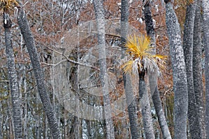 Single yellow leaf palm tree between cypress and palm trees