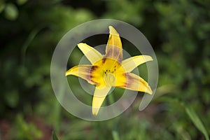 Single yellow lily on green