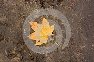 Single yellow maple autumn leaf on ground