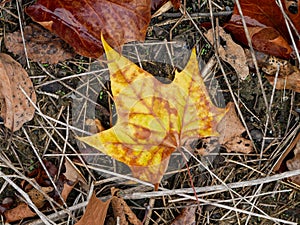 Single yellow maple fall leaf laying on the ground after a rain