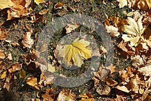 Single yellow maple leaf among brown ones in grass