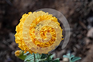 Single Yellow Marigold flower Tagetes in the sunflower family Asteraceae macro close up for spring flowers and concepts