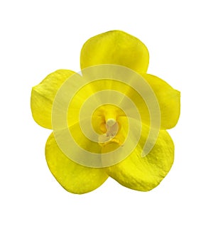 Single yellow orchid flower isolated