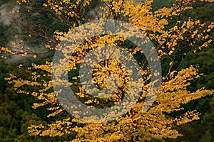 Single yellow picturesque autumn tree.