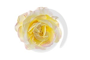 Single yellow pink rose flower head isolated on white background