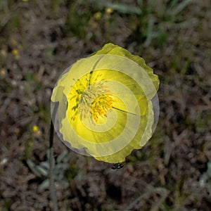 Single Yellow Poppy. yellow wild flower yellow poppy