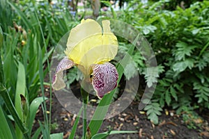 Single yellow, purple and white flower of Iris germanica