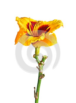 Single yellow and red flower of a daylily isolated