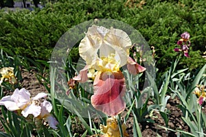 Single yellow and red flower of iris