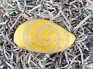 single yellow ripe mango on pieces of paper