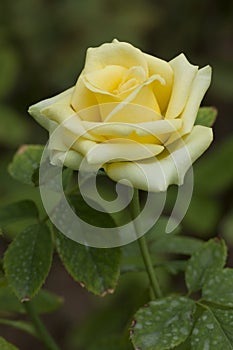 Single yellow rose