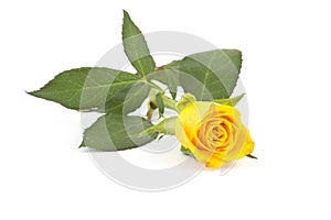 Single yellow rose