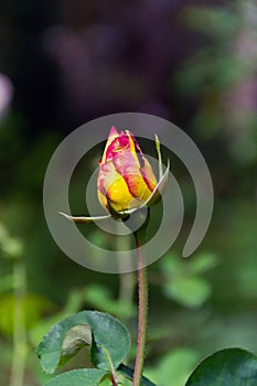 Single Yellow Rose