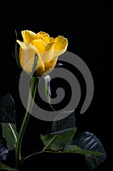 Single yellow rose