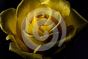 Single Yellow Rose on Black Background