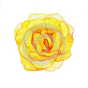 A single yellow rose flower-head on white background