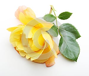 Single yellow rose flower with leaf