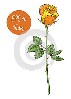 Single yellow rose flower vector illustration, beautiful Valentine rose on long stem isolated on white background.