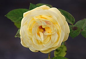 Single yellow rose in full bloom