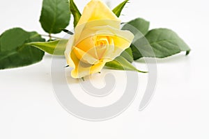 Single yellow rose with green leaves over white background with copy space