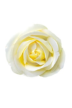 Single Yellow Rose.