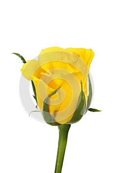 Single yellow rose