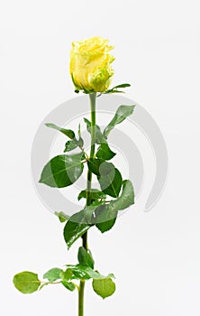 Single yellow rose