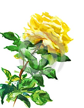 Single yellow rose
