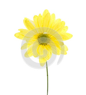 Single Yellow Shasta Daisy