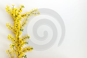 Single yellow spring flower garden plant - forthysia on yellow background