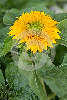 Single Yellow Sunflower in Full Bloom