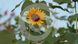 Single Yellow Sunflower