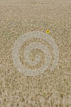 Single yellow sunflower in golden wheat field