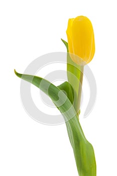 Single yellow tulip