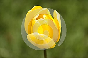 Single yellow tulip against a green background