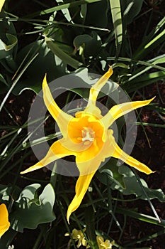 Single yellow tulip in bloom, Keukenhof Gardens