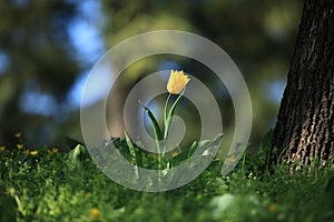Single yellow tulip in blossoming between the grass