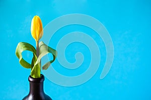 Single yellow tulip flower with cyan background