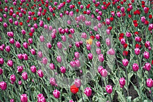 Single yellow tulip flower and pink and red ones